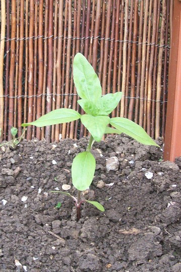 sunflower number 2