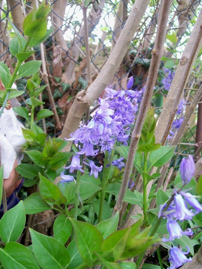 Bluebells (Hyacinthoides non-scripta)