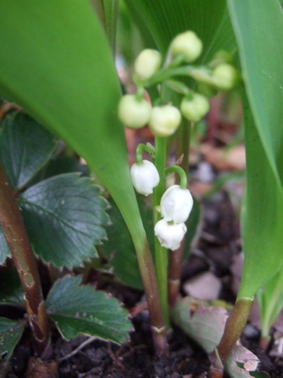 Lily-of-the-valley (Convallaria majalis)