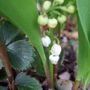 Convallaria_majalis