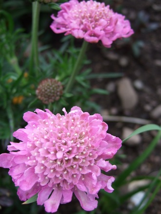 Scabious 'Pink Jewel' (Scabiosa africana (African Scabious) 'Pink Jewel')