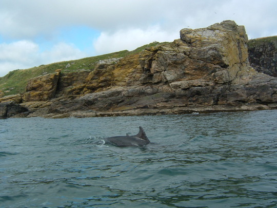 dolphin