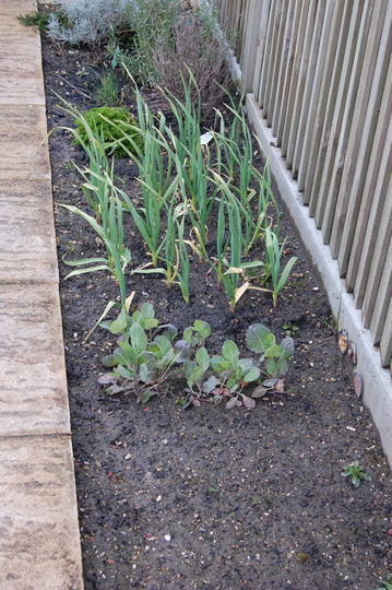 Veg patch in spring
