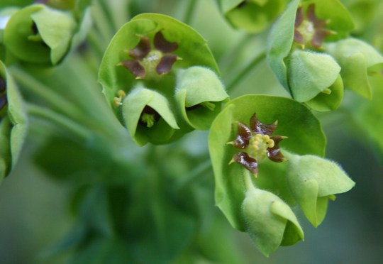 Plant Portraits - In My Garden