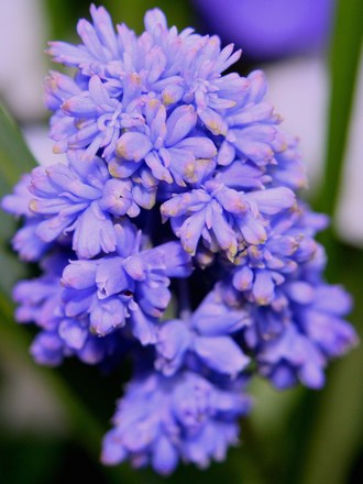 Plant Portraits - In My Garden