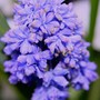Muscari__grape_hyacinth_