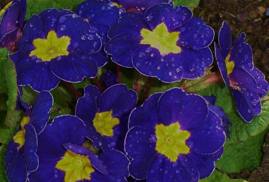 Plant Portraits - In My Garden