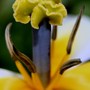 White_tulip_-_stigma_close_up
