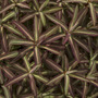 Foliage_variation4