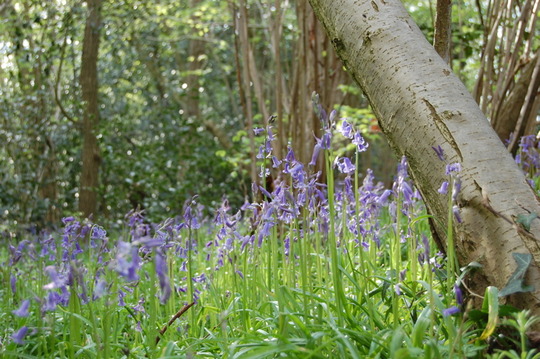Better than I could do! (Hyacinthoides non-scripta (Bluebell))