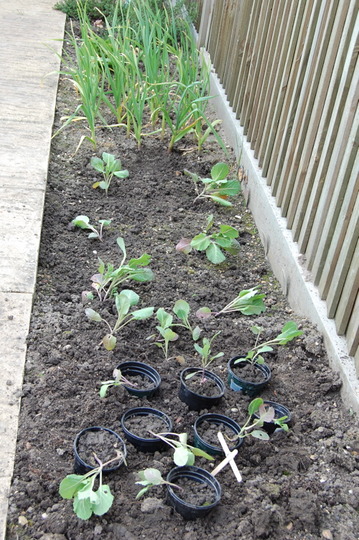 Spring cabbage spaced out.