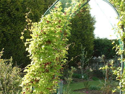 Spring__26.4.2008_024.jpg