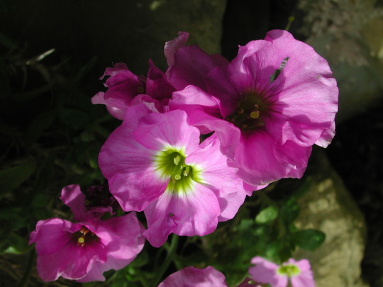 Double pink Aubrieta (Aubrieta)
