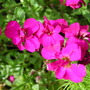Pink_aubrieta