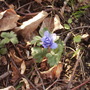 Anemonedecaenbirchbordervistabile23
