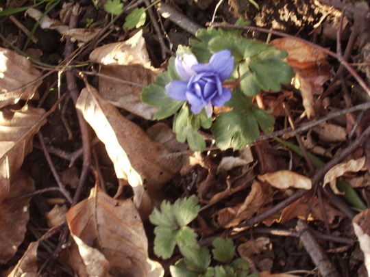 Blue Anemone De Caen 04.08 (Anemone coronaria)