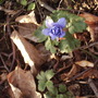 Anemonedecaenvistabilebirchborder23