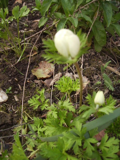 Anemone De Caen in Bud 04.08 (Anemone coronaria)