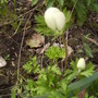 Anemonedecaenbyshenstonefrontdoor23