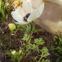 Anemonedecaenopenshenstonefrontdoor26