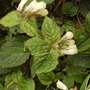 Whitecomfreycloseupshenstoneroseborder26