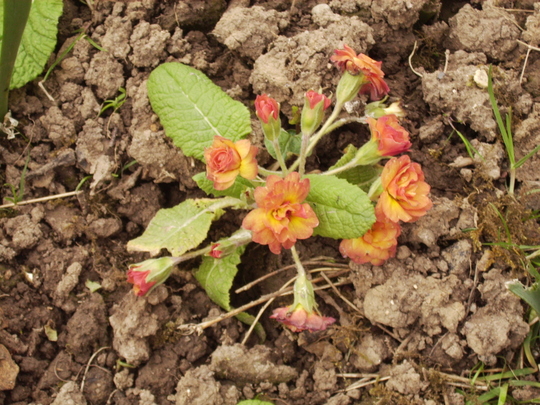 Double Primula 04.08 (Primula belarina 'Nectarine')