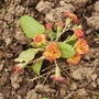 Primularosebordershenstone