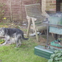 Jasper___barbecuevistabile_back_garden_23