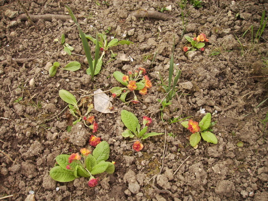 Double Primulas 04.08 (Primula belarina 'Nectarine')