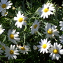 Image13