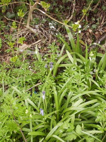 Spanish Bluebells in Bud 04.08 (Hyacinthoides hispanica)