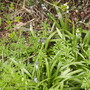 Bluebudsspanishbluebellsshenstonewestfrontborder15