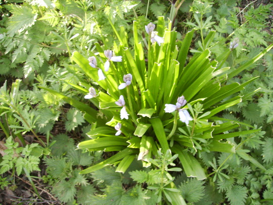 Tasty Bluebells ? 04.08 (Hyacinthoides hispanica)