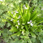 Muntjacnibbledspanishbluebellsshenstonewestfrontborder23