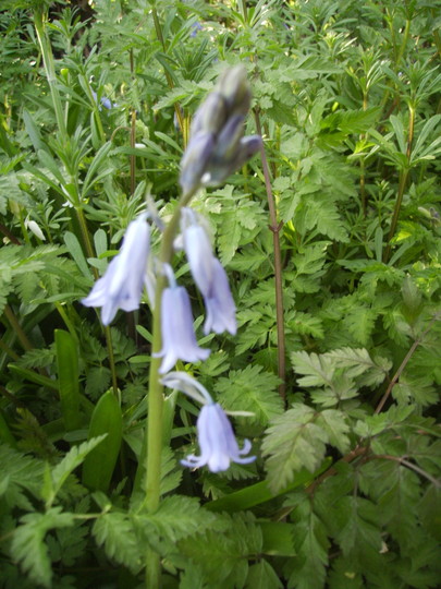 Spanish Bluebell 04.08 (Hyacinthoides hispanica)
