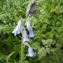 Spanishbluebellbloomswestfrontbordershenstone