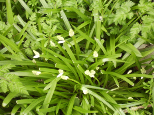 White Buds on Spanish Bluebells 04.08 (Hyacinthoides hispanica)