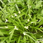 Whitebudsspanishbluebellsshenstonewestfrontborder15