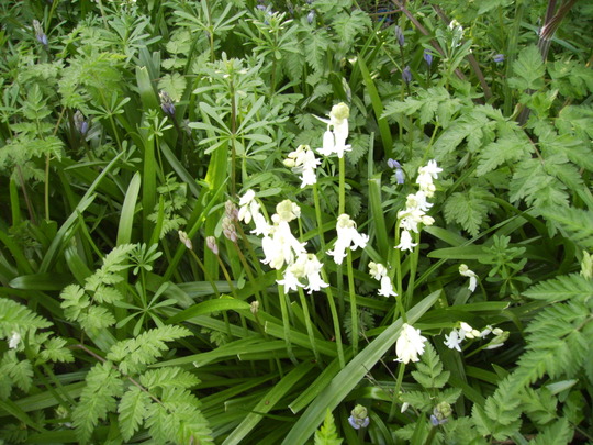 White Spanish Bluebells 04.08 (Hyacinthoides hispanica)