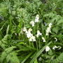Whitespanishbluebellswestfrontbordershenstone23