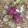 Wanda Primula & Chinodoxia 04.08 (Primula Wanda)