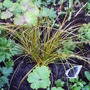 Carex_coppertop