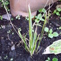 Pennisetum_thunbergii_red_buttons