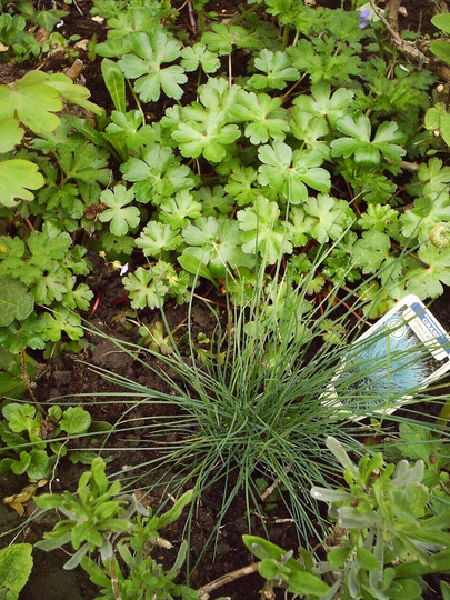 Festuca_glauca_blaufuchs.jpg