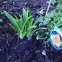 Hemerocallis_mauna_loa