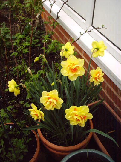 daff_tahiti.jpg