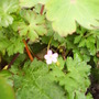 Wild_geranium