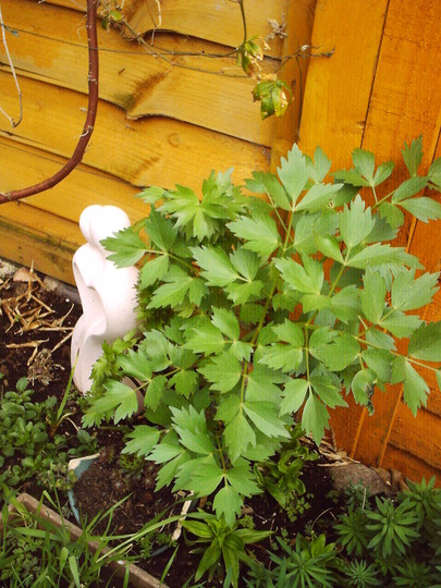 Picture_007.jpg