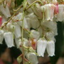 Garden_009