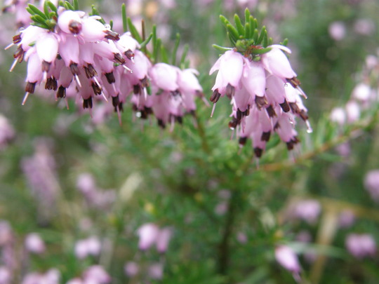 heather